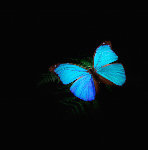 世界一美しい蝶 モルフォ蝶 神秘の青の秘密と アクセサリー加工の
